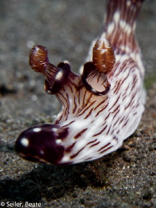 Nudi , like an old boot by Beate Seiler 